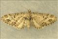 1819 (70.184) Mottled Pug